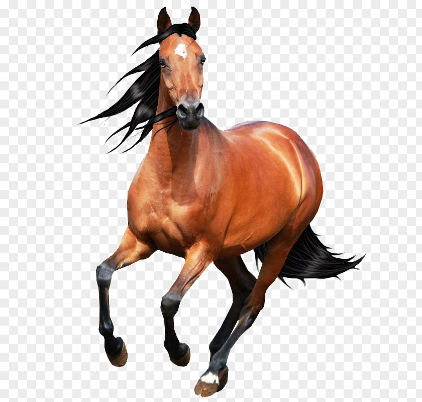 Equine Horse Art Drawing Image Animation PNG