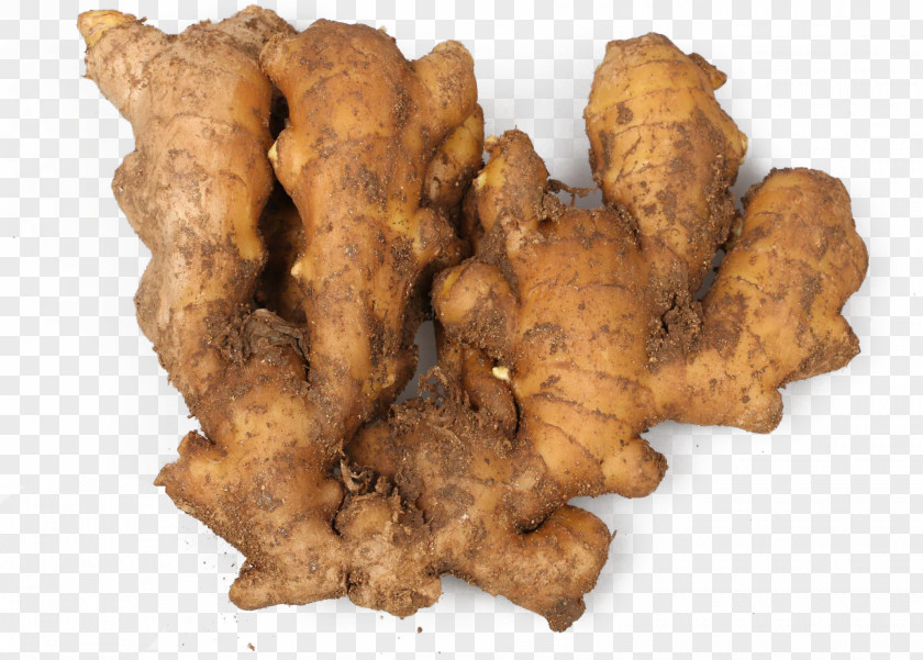 Just Unearthed Ginger Chinese Herbology Icon PNG