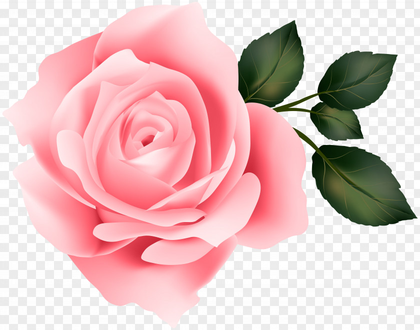 Pink Rose Clip Art Image Yellow PNG