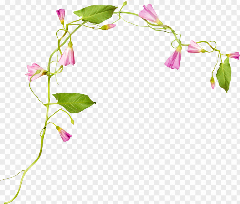 Pink Vine Floral Design Flower Japanese Morning Glory Clip Art PNG