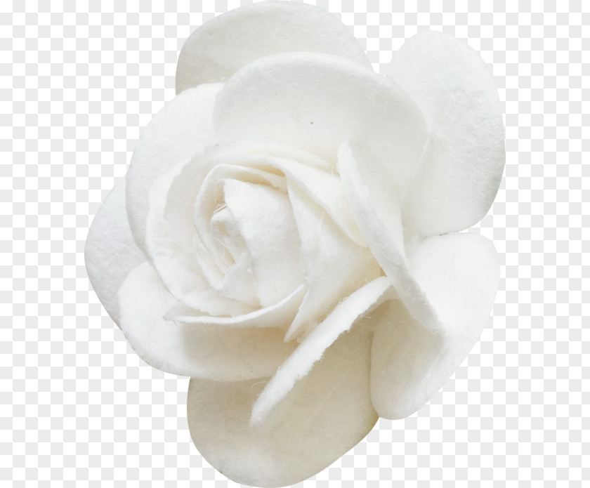 Rose Garden Roses Cut Flowers Rosa Brunonii White PNG