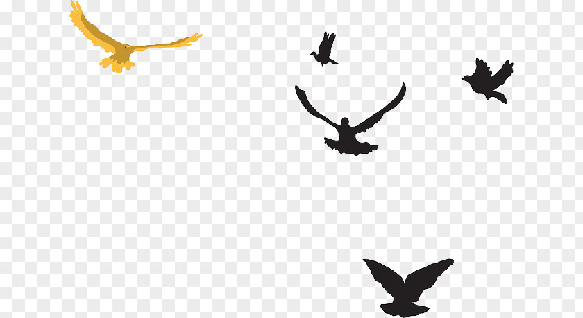 Bird Flight Of Prey Clip Art PNG