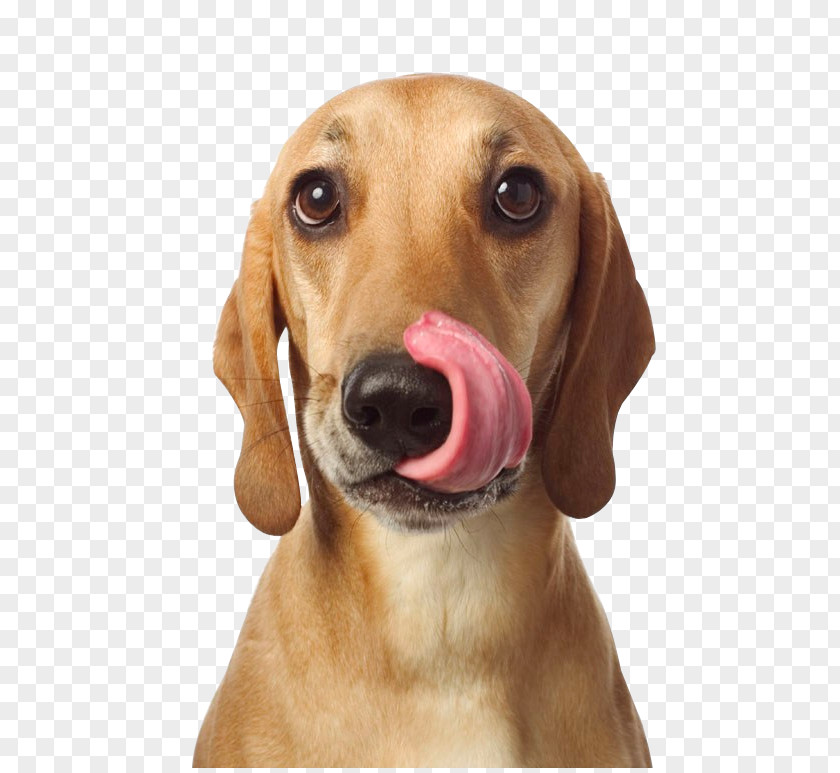 Cute Tongue Of The Dog Redbone Coonhound Treeing Walker Harrier Azawakh Vizsla PNG