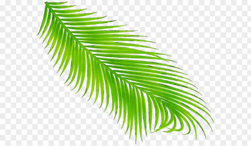 Palm Tree PNG