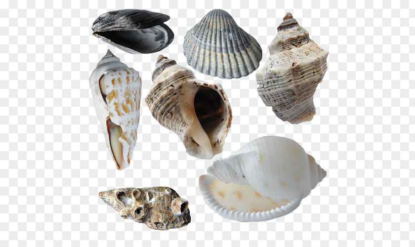 Seashell Cockle Conchology Veneroida PNG