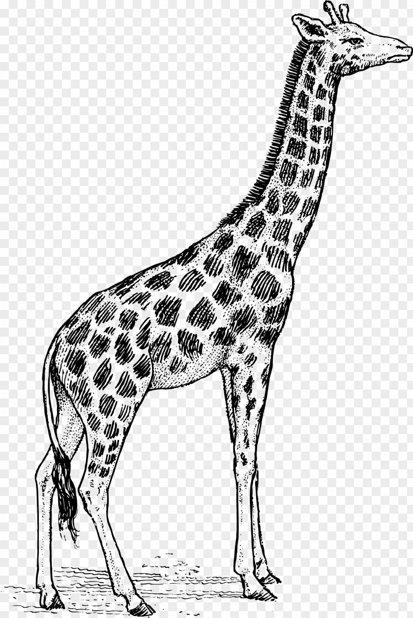 Vector Giraffe Black And White Free Content Clip Art PNG