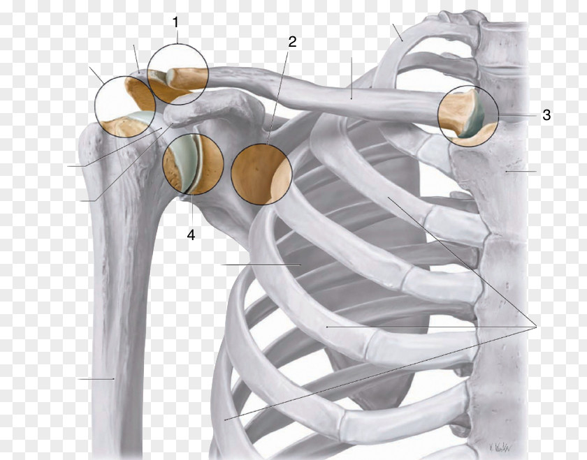 Acromioclavicular Joint Sternoclavicular Shoulder Anatomy PNG