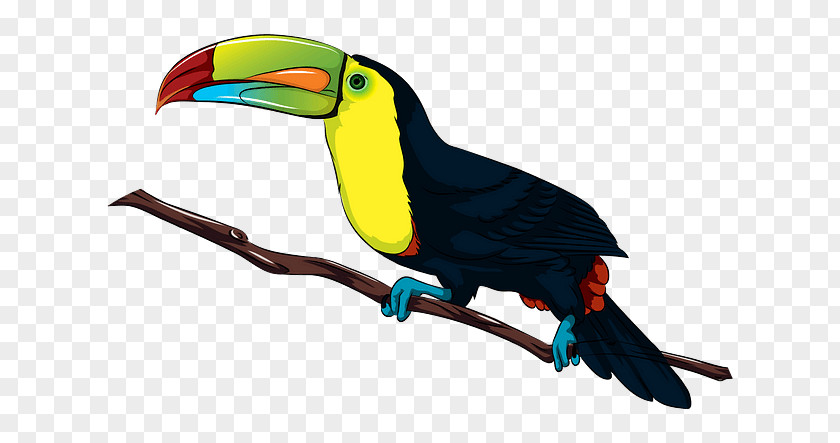 Bird Toucan Beak Piciformes PNG