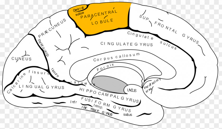 Brain Paracentral Lobule Lobes Of The Temporal Lobe Occipital Frontal PNG