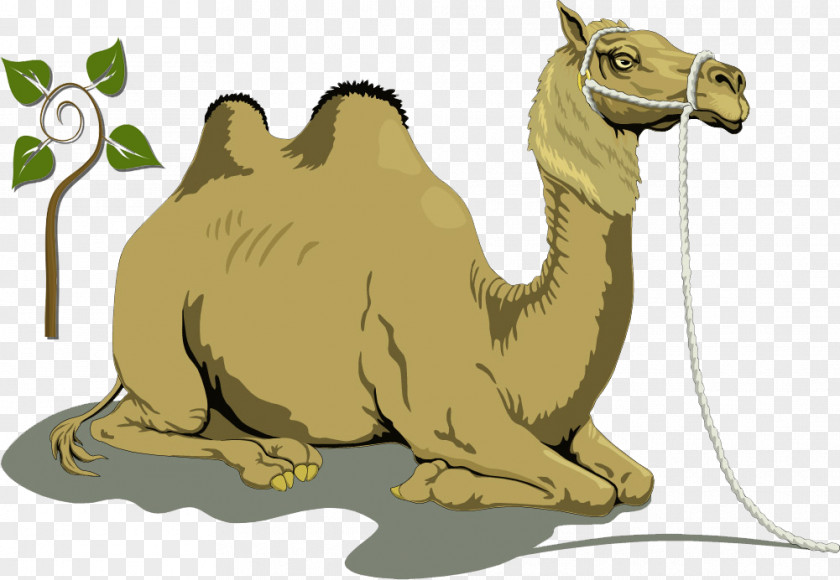 Camel Creative Bactrian Dromedary Free Content Clip Art PNG