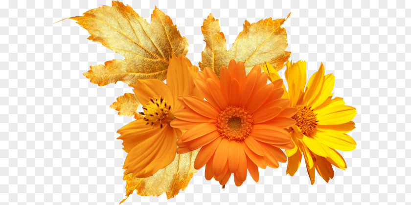 Flower Orange Common Daisy Yellow Color PNG