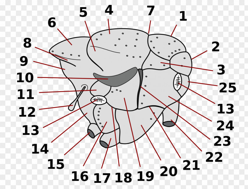 Fly Prostigma Spiracle Morphology Of Diptera Mosquito PNG