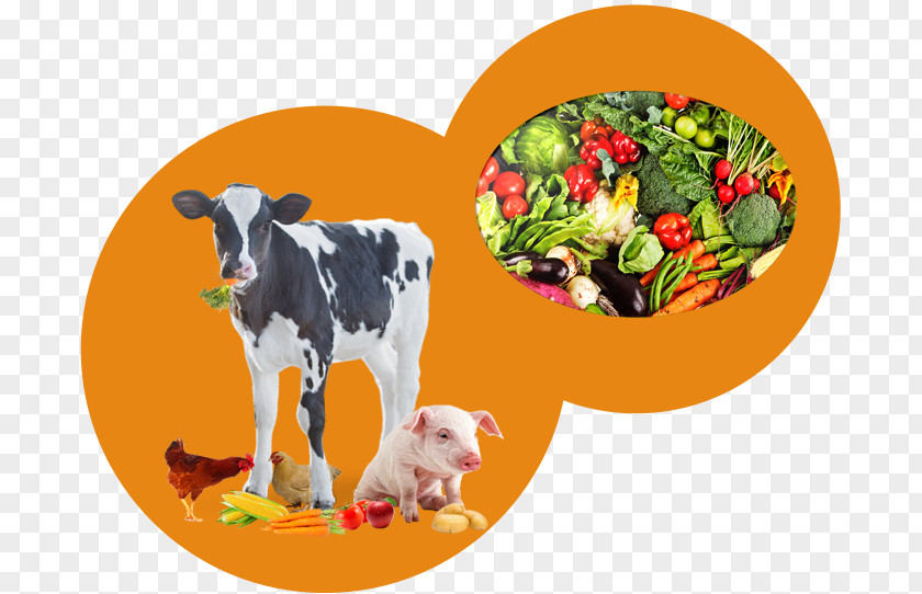Agribusiness Bubble Dairy Cattle Clip Art Image Illustration Agriculture PNG