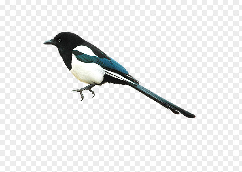 Bird Eurasian Magpie Clip Art PNG