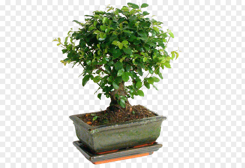 Bonsai Sageretia Theezans Weeping Fig Houseplant Tree PNG