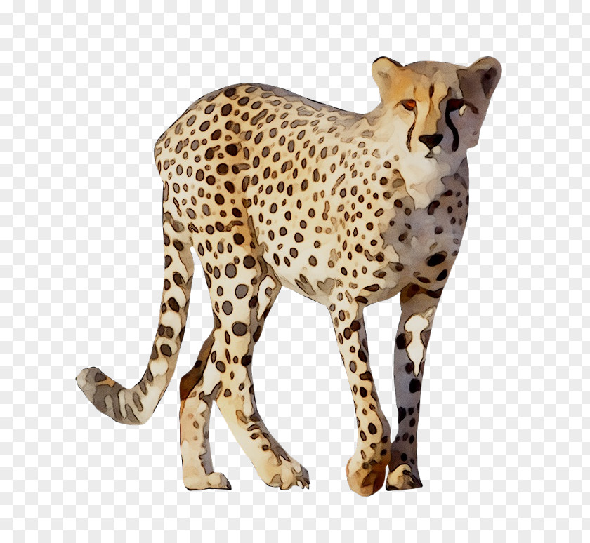Cheetah Leopard Lion Animal Drawing PNG
