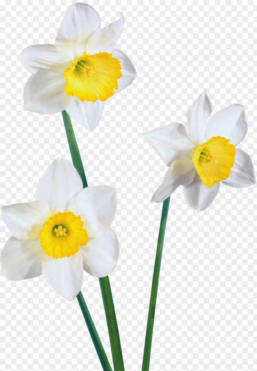 Crocus Watercolor: Flowers White PNG