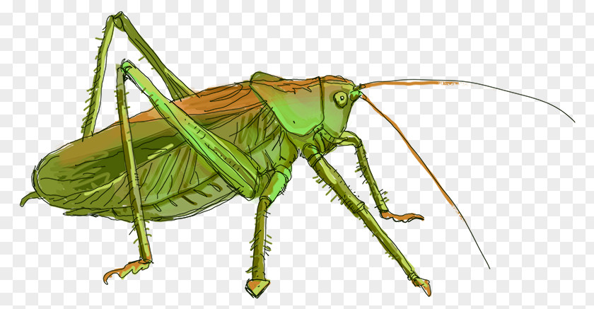 Grasshopper Locust Cricket Insect Tettigonia Viridissima PNG