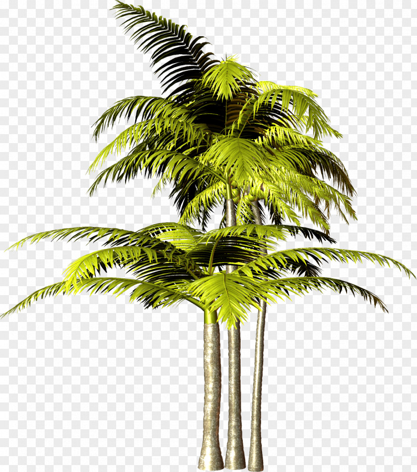 Palm Tree Arecaceae Plant PNG