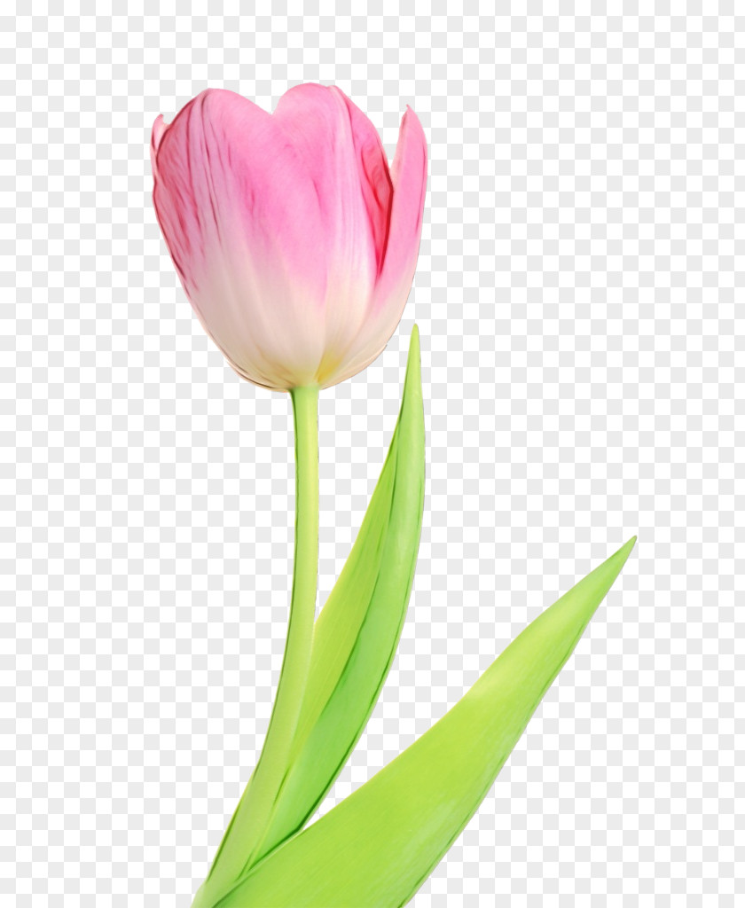 Plant Stem Cut Flowers Flower Flowering Petal Tulip PNG