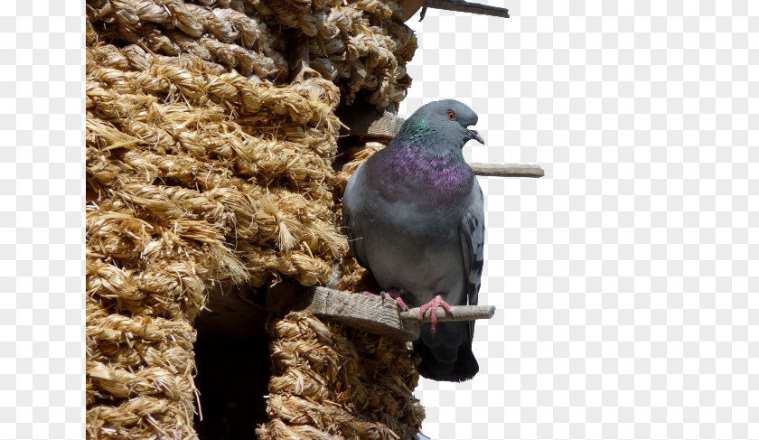 Standing On The Edge Of Nest Pigeons Columbidae Bird Bald Eagle Domestic Pigeon Columba PNG