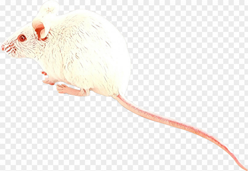 Tail Beige Mouse Cat Toy Rat Muridae Pest PNG