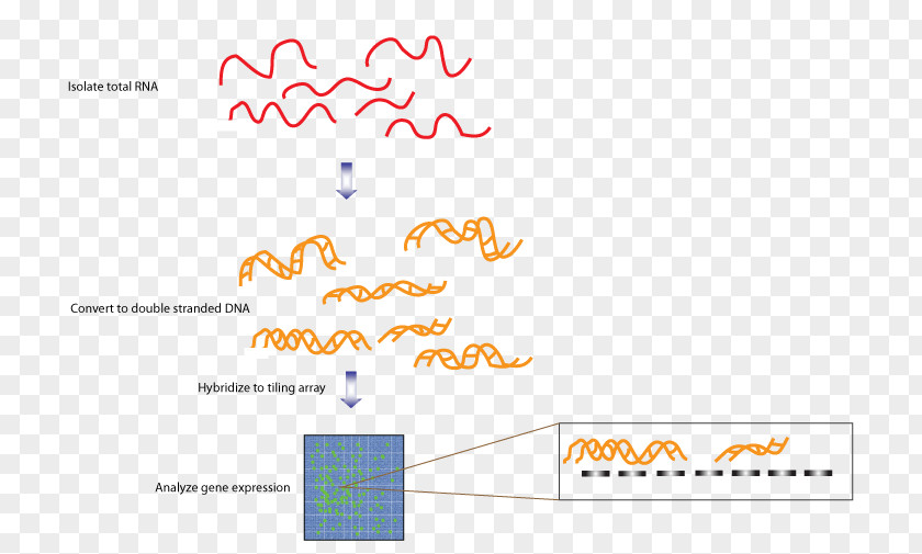Tiling Array Transcriptome Sequencing RNA DNA PNG