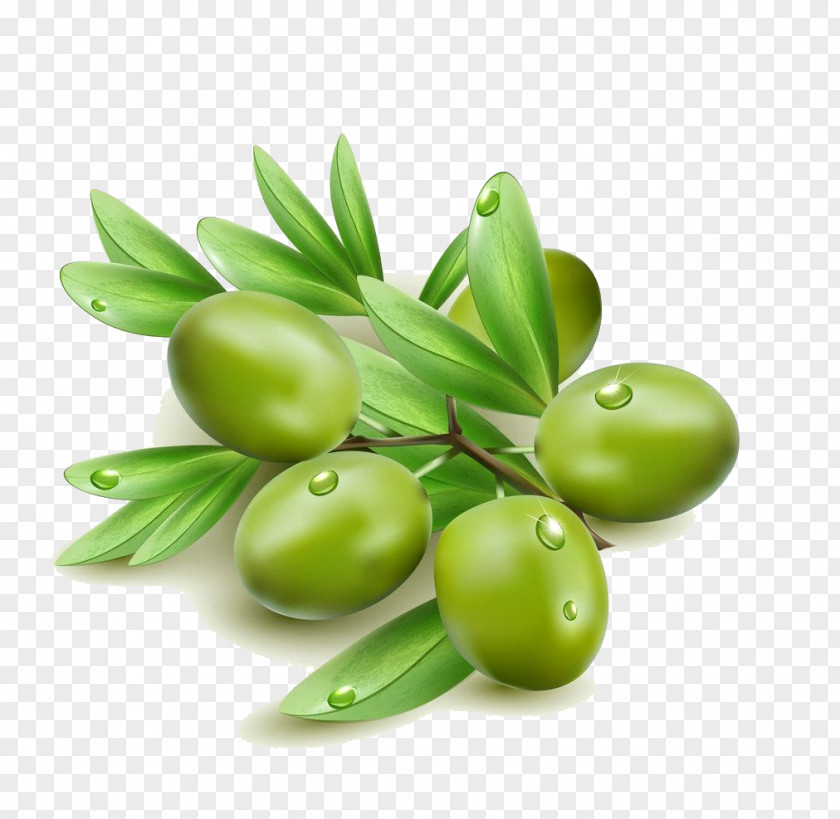 Green Olives Olive Oil Leaf Clip Art PNG