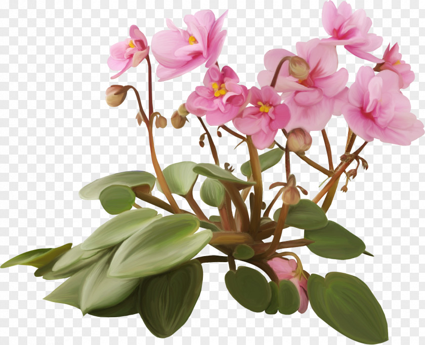 Orchid Flowerpot Plant Violet PNG