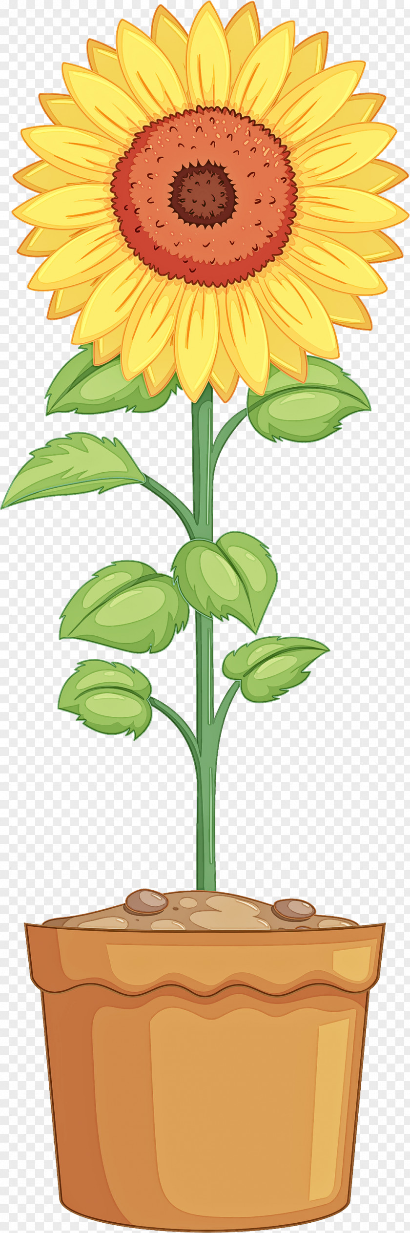 Sunflower Plant Stem PNG