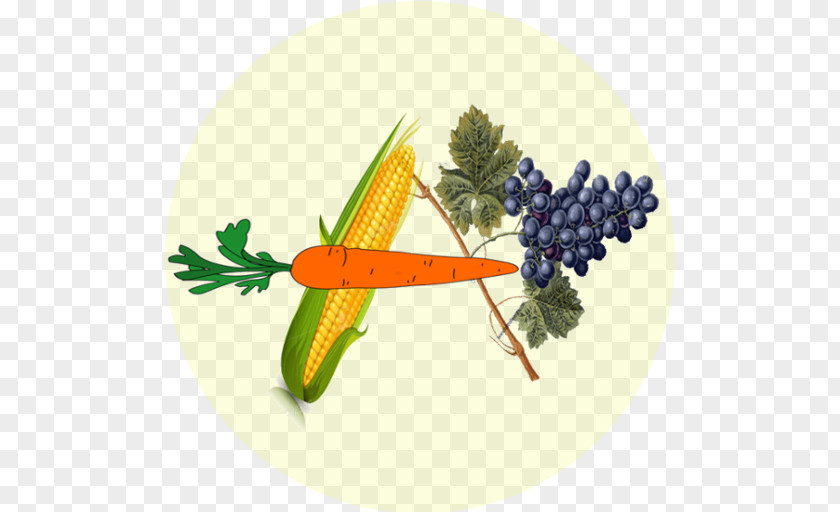 Agronomist Flyer Vegetable Fruit PNG
