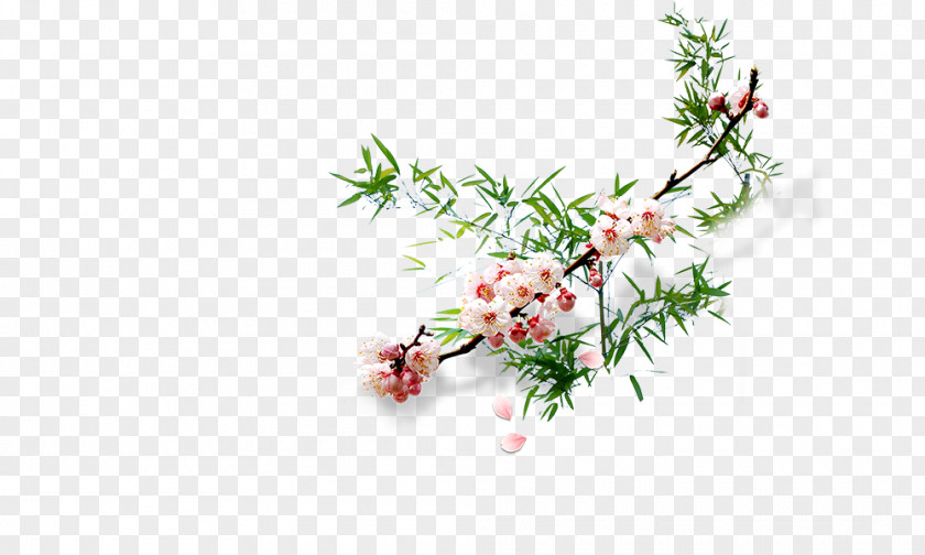 Apricot Flower Plum Blossom PNG