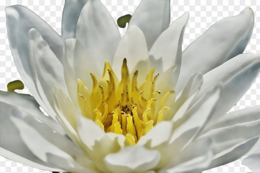 Aquatic Plant Water Lily Flower Fragrant White Petal Yellow PNG