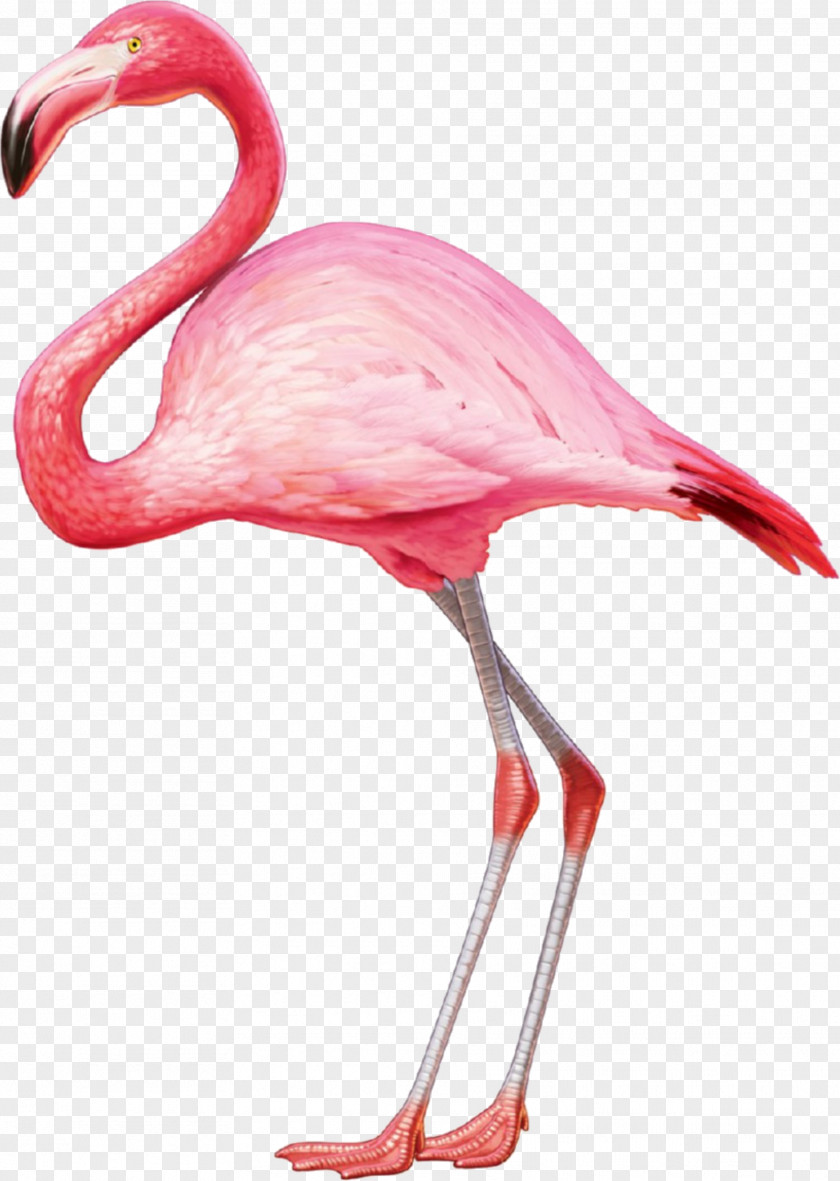 Flamingos American Flamingo Greater T-shirt Bird PNG