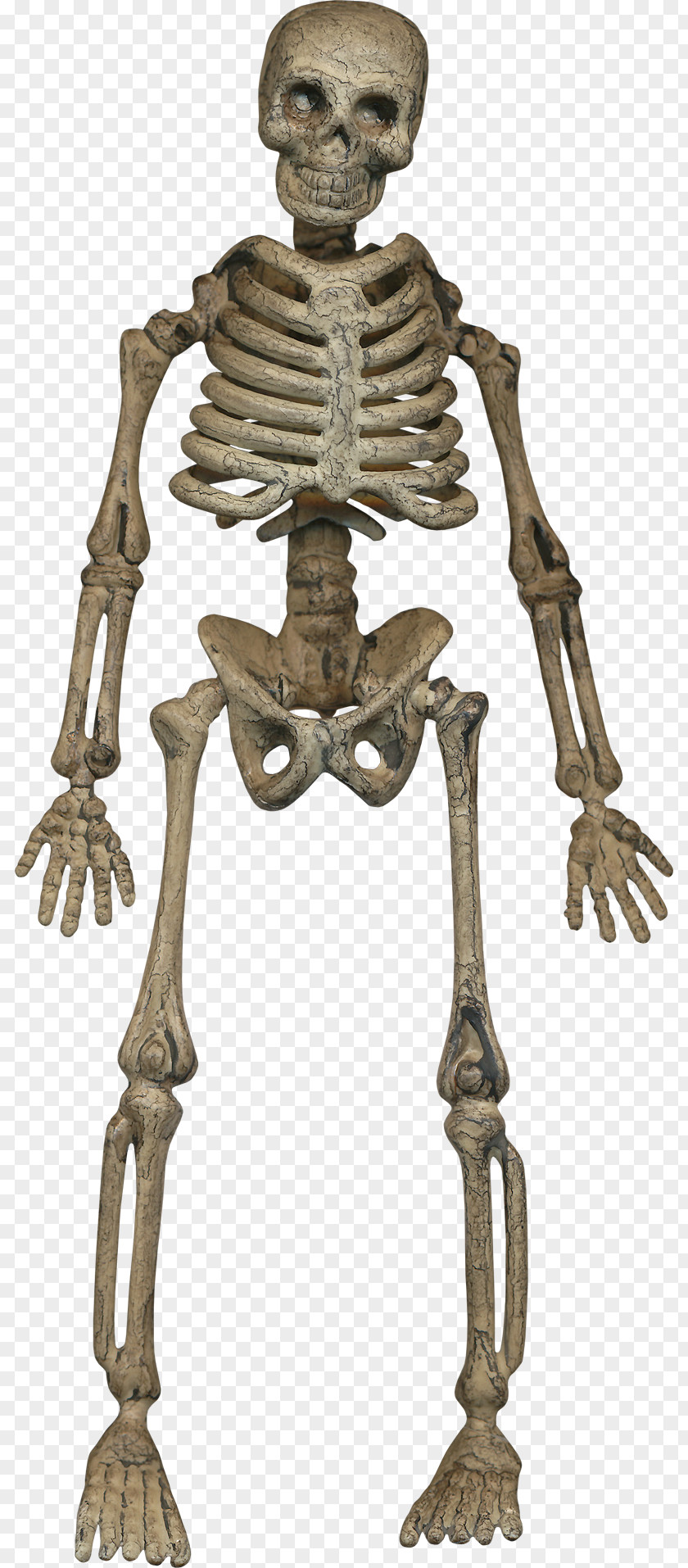 Human Skeleton Homo Sapiens Bone PNG