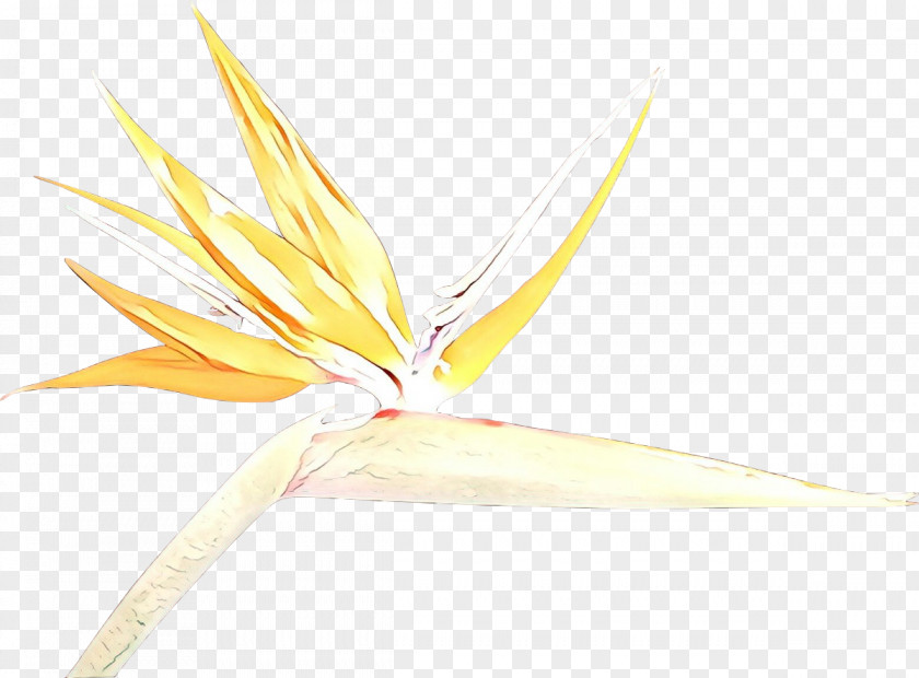 Plant Bird Of Paradise PNG