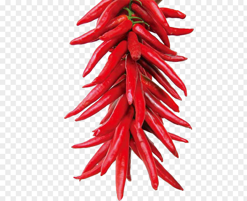 Red Pepper Material Capsicum Annuum Malatang Frutescens Capsaicin Chili PNG