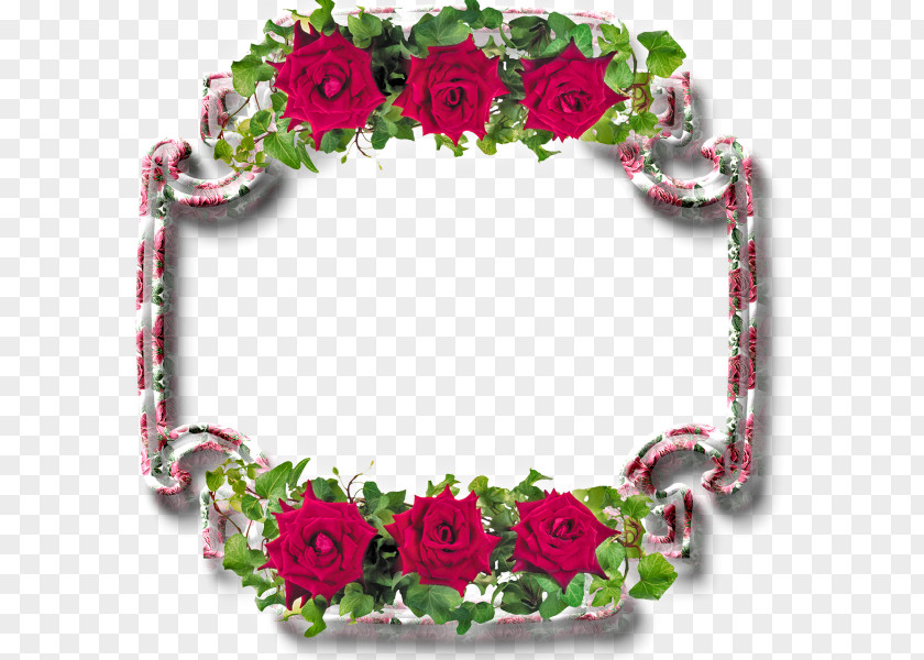 Rose Picture Frames Floral Design Flower Photography PNG