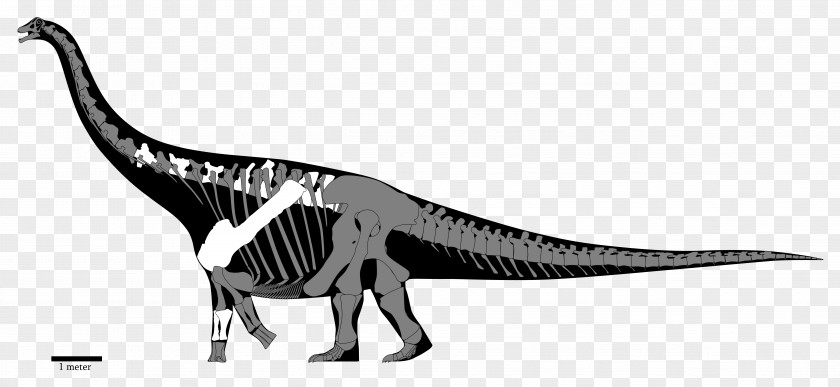 Skeleton Opisthocoelicaudia Spinosaurus Diamantinasaurus Yongjinglong Saltasaurus PNG