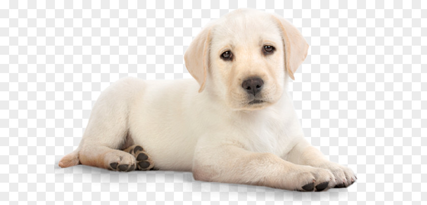 Yellow Lab Puppy Labrador Retriever Pet Food PNG