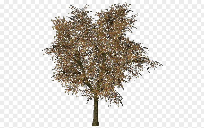 Arbol Norway Maple Tree Woody Plant Three-dimensional Space Branch PNG