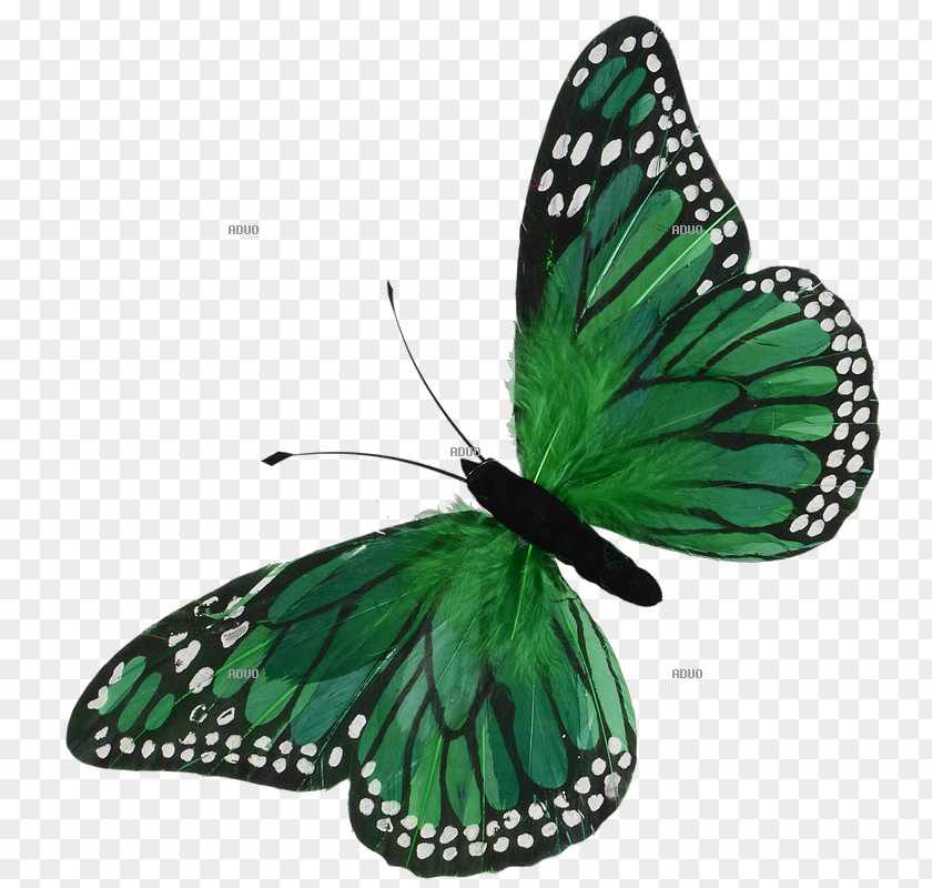 Butterfly Monarch Green Yellow Blue PNG