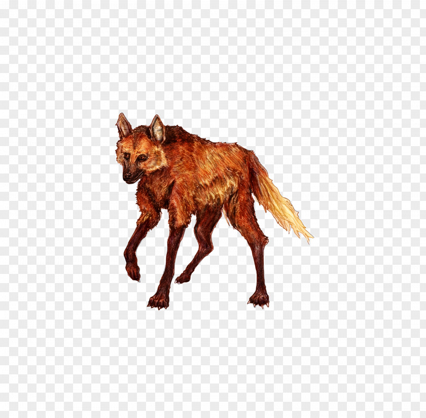 Maned Wolf Cute Red Fox Fauna PNG