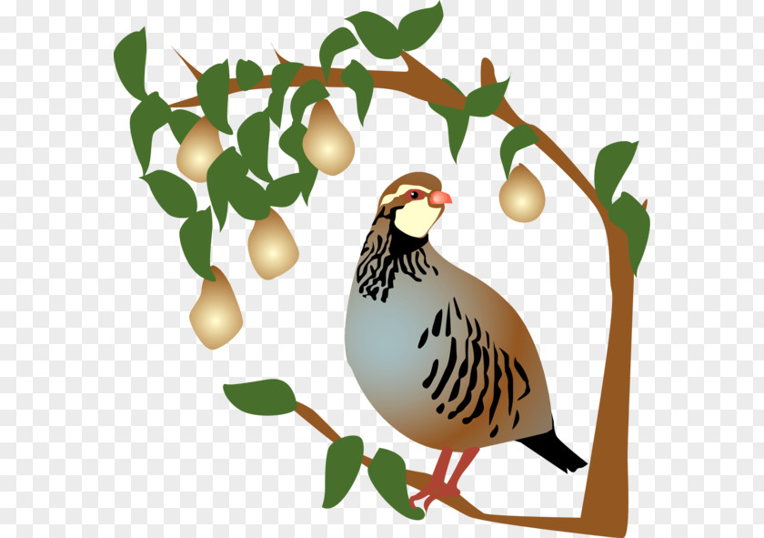 Pear Partridge The Twelve Days Of Christmas Clip Art PNG