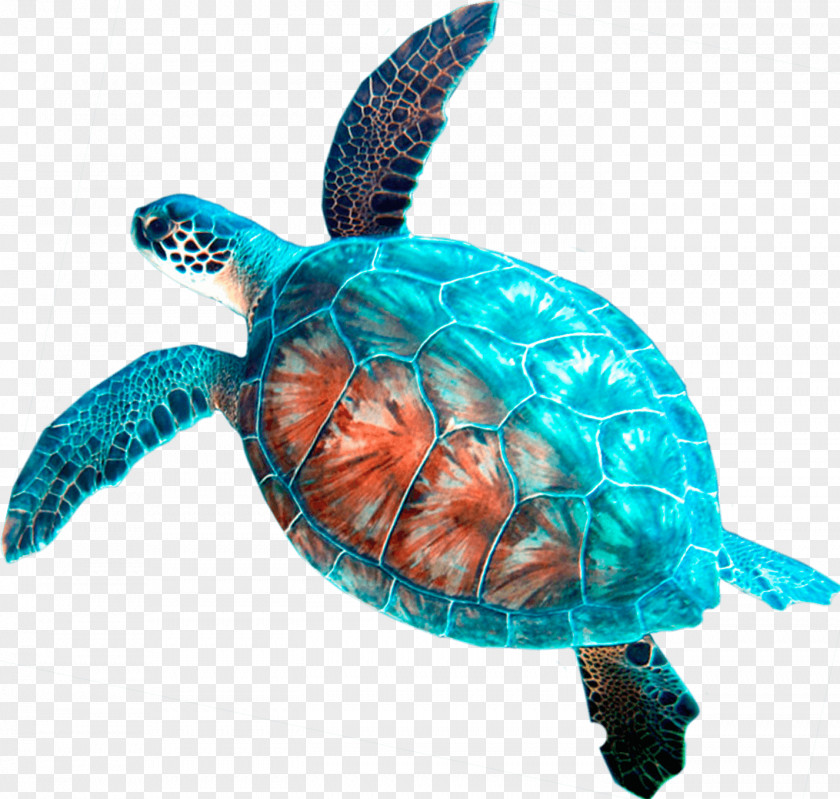 Turtle Loggerhead Sea Car Rental Hanauma Bay PNG