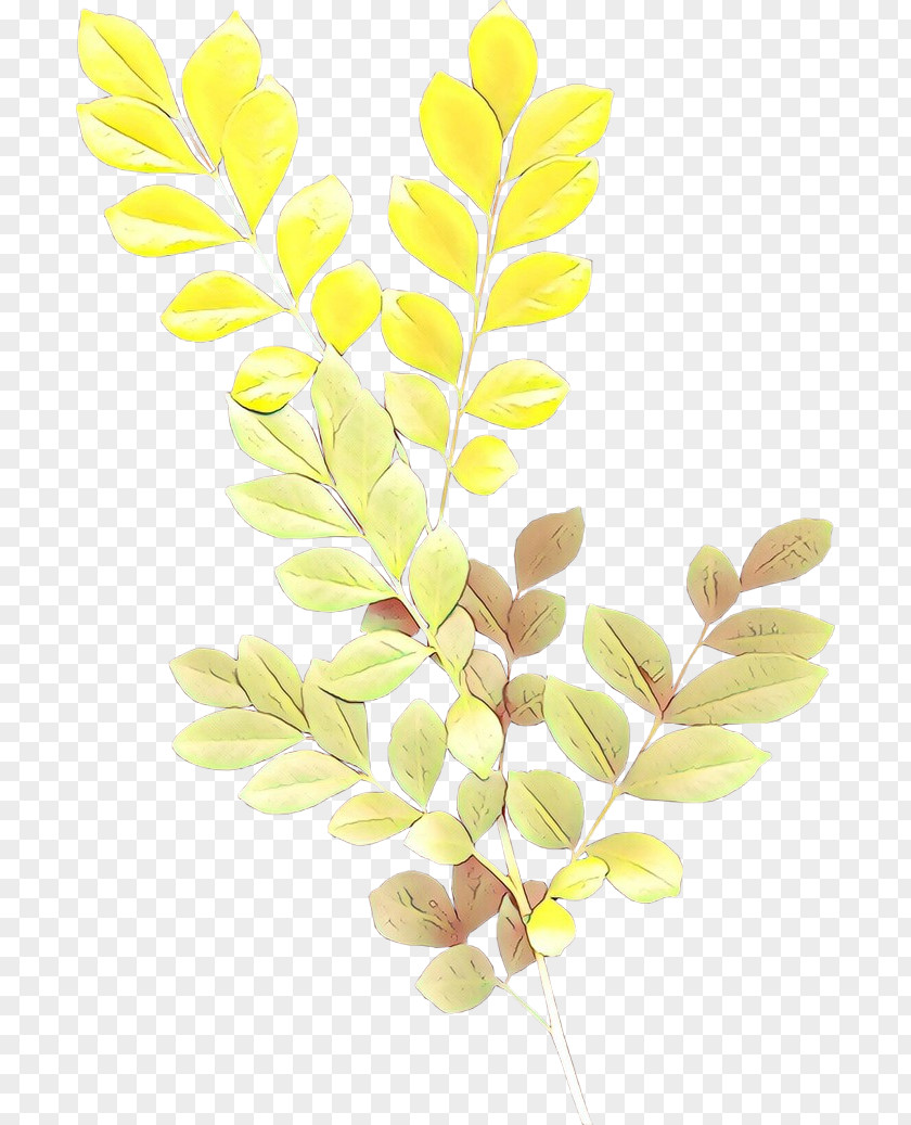Twig Plant Palm Tree Drawing PNG