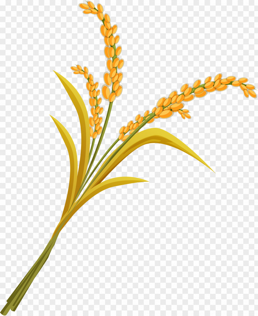 Wheat Rice Clip Art PNG