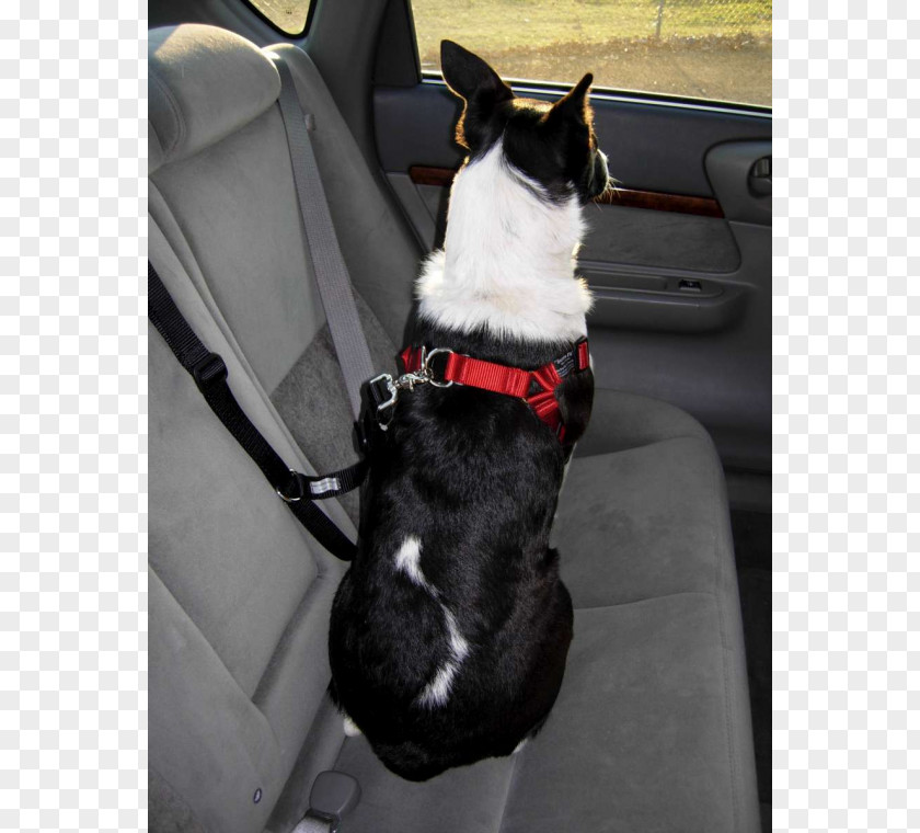 Dog In Car Boston Terrier Breed Leash PNG