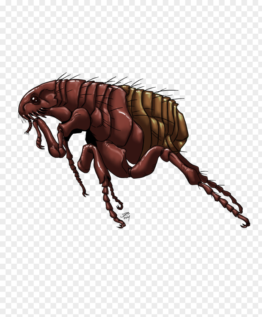 Flea Insect Clip Art PNG