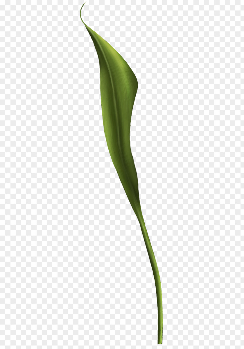 Flower Arum Lilies Arum-lily Plant Stem PNG